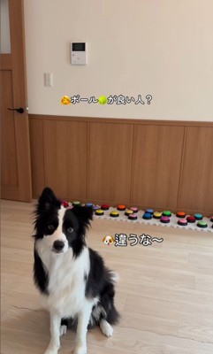 サンゴくんの言葉の理解度を検証7