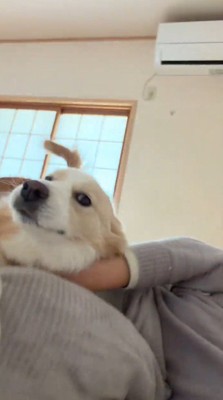 飼い主の上に乗るボーダーコリー
