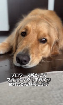 2人の女の子とシンバくんの夏休み⑩