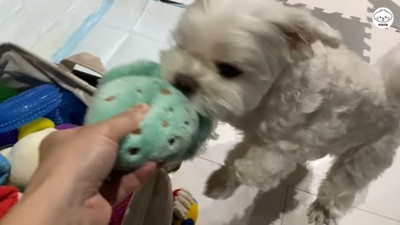 おもちゃを探すナナくん3