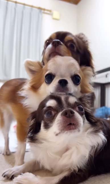 顔を重ねてポーズする3頭のチワワ