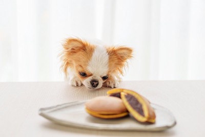 テーブルの上のお菓子を狙う犬