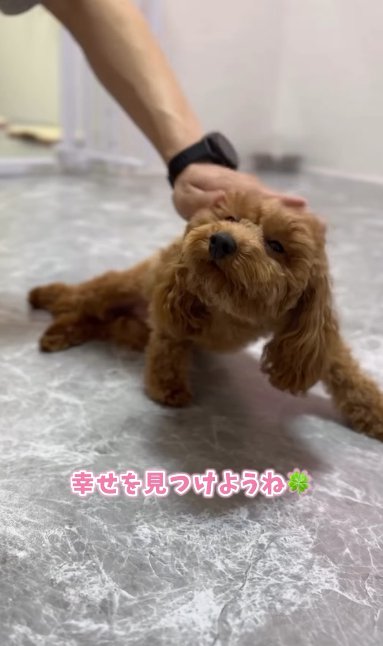 床に寝そべりながら撫でられるトイプードルのパピー