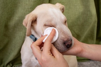 コットンで涙を拭かれる犬