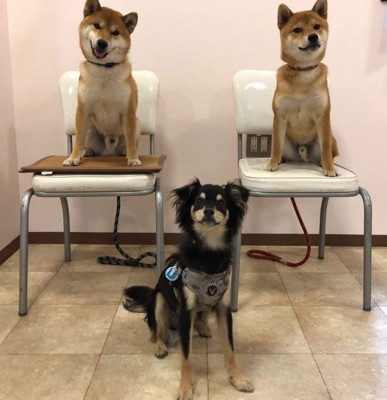 柴犬よりも大きい！！