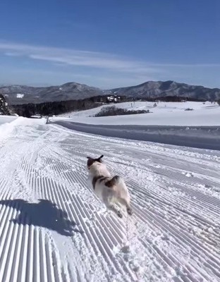 雪原を走る犬