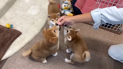 おやつを食べようとする3匹の子犬