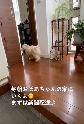 新聞を届けるワンコ