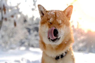雪の中で鼻を舐める犬