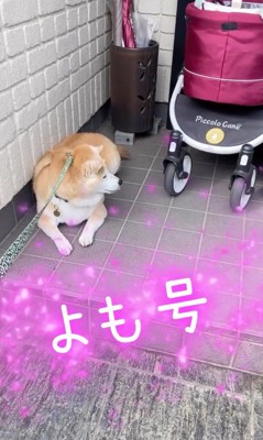 犬用カートを玄関に持ってくる飼い主