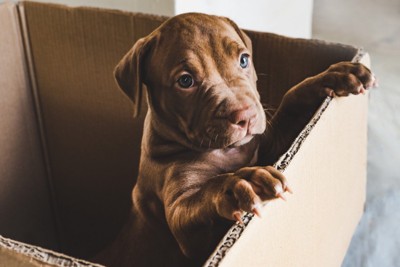 段ボールの中の犬