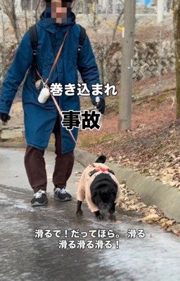 持ち直して歩き出すパグ