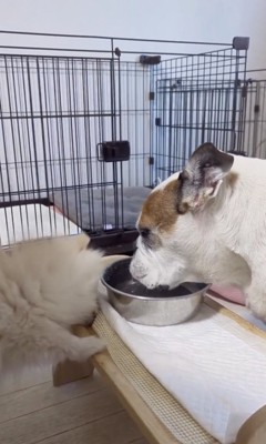 ミルクちゃん「こうするのよっ」