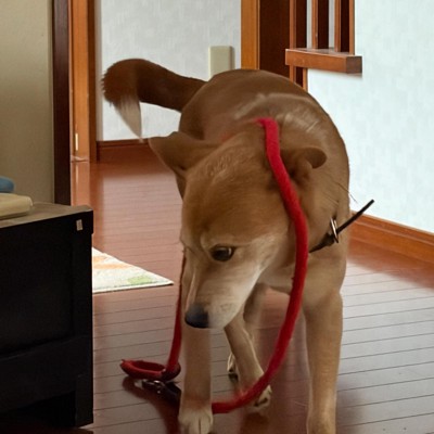 リードを首にかけたまま立つ犬