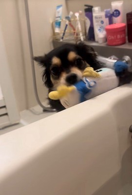 「これで遊んで♪」