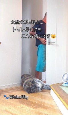 トイレに行きたいパパさんVS虎男くん7