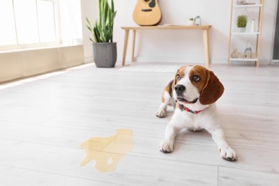 トイレを失敗してしまった犬