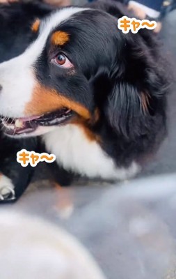 女子高生に囲まれるあざちゃん