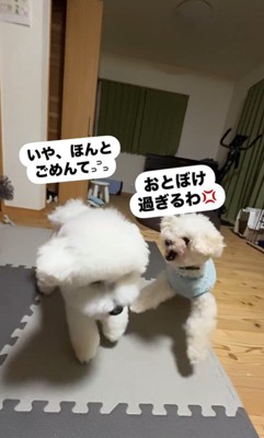 ぽん太くん＆るなちゃんのハプニング9