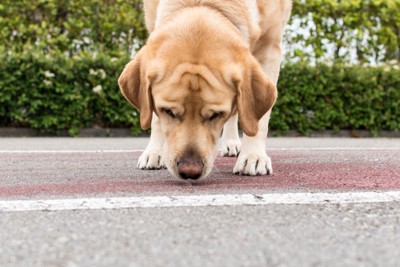 道路のニオイを嗅ぐラブ