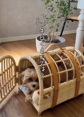 「成長しても小さい」予想でした