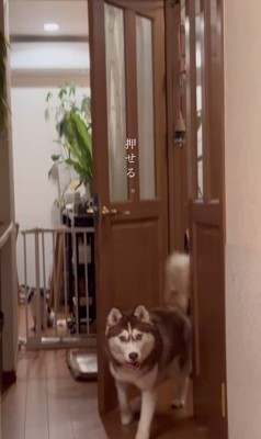 ドアを開けるシンプソンちゃん6