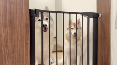 ゲートの前で笑顔で座る2頭の犬