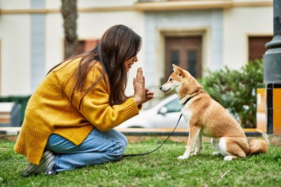 トレーニング中の柴犬