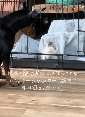 子猫を見守る犬