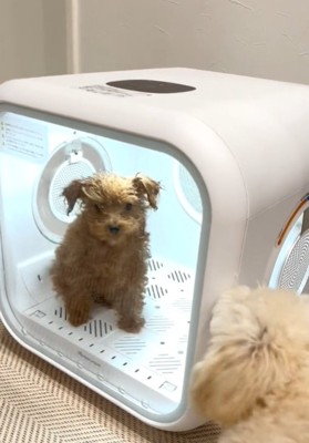 扉を噛む犬3