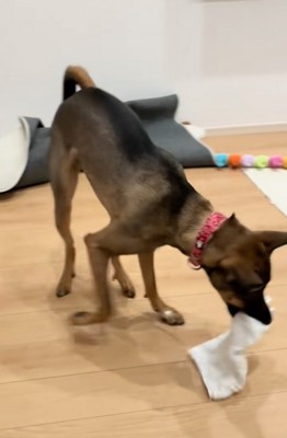 雑巾を持ち帰る犬