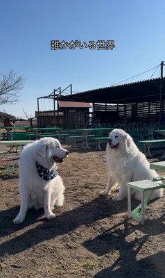 オフ会でのダンボくんたちの様子⑩