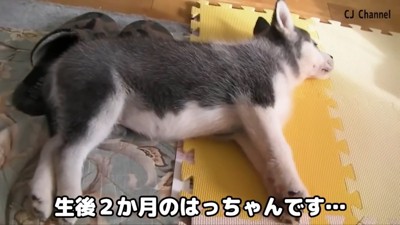 シベリアンハスキーのはっちゃん