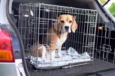 車の荷台にケージとビーグル