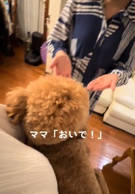 犬に手を差し出す3