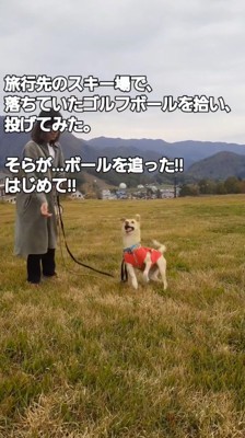 飼い主が投げたゴルフボールをキャッチしようと口を開ける犬