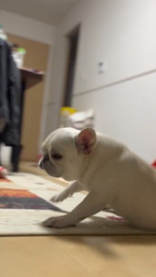 倒れた衝撃で目を覚ます犬