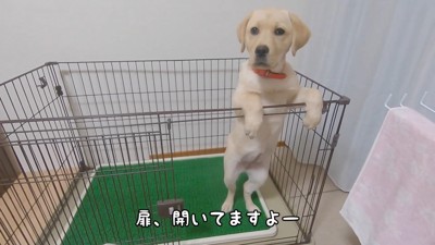 気づかずにキョトン