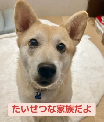 ドアップのすいちゃん