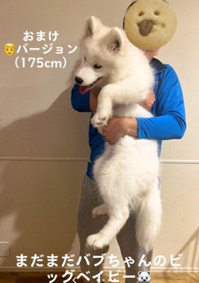 お顔は赤ちゃんみたい♡