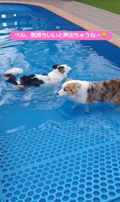 プールで遊ぶ二匹のボーダーコリー