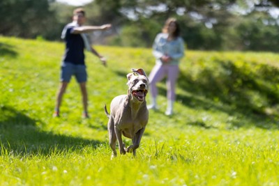 元気な犬と飼い主