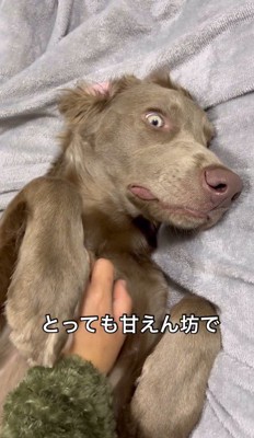 飼い主に胸を撫でられる子犬