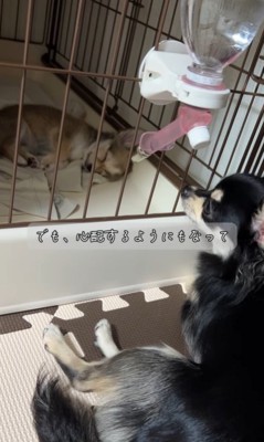 チコちゃんとナッツちゃんの6ヶ月間の軌跡3