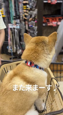 カートに乗って店内を移動する犬