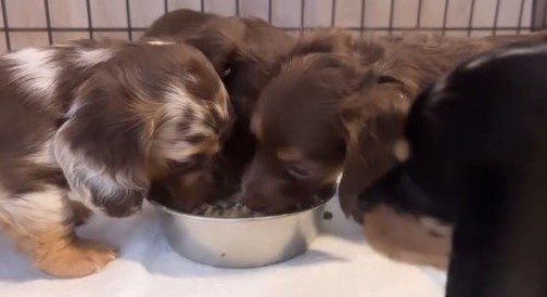 1つの皿でごはんを食べる3匹の子犬