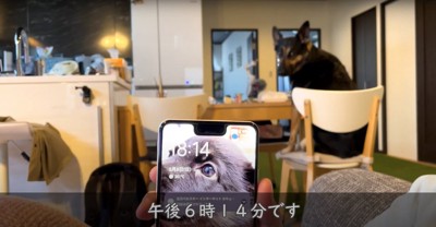 スマホの時間を確認する飼い主を見つめる犬