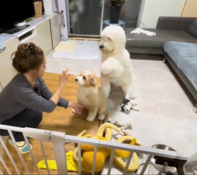 同居犬に「お手」と言ったら…