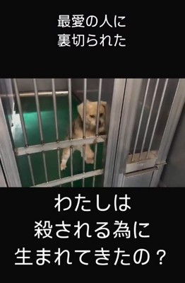 飼い主に捨てられた犬