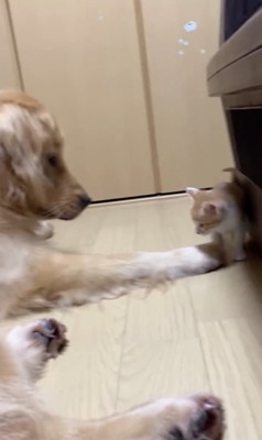 こはくちゃんのパンッ